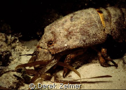 Spanish lobster - night shot, San Salvador Bahamas, Nikon... by Derek Zelmer 